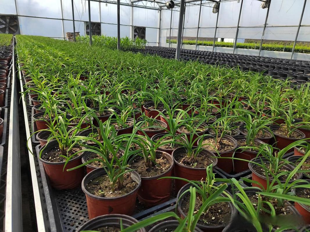 可食用景觀植物在風景園林中的應用——以杭州植物工廠秋冬季栽培實踐為例