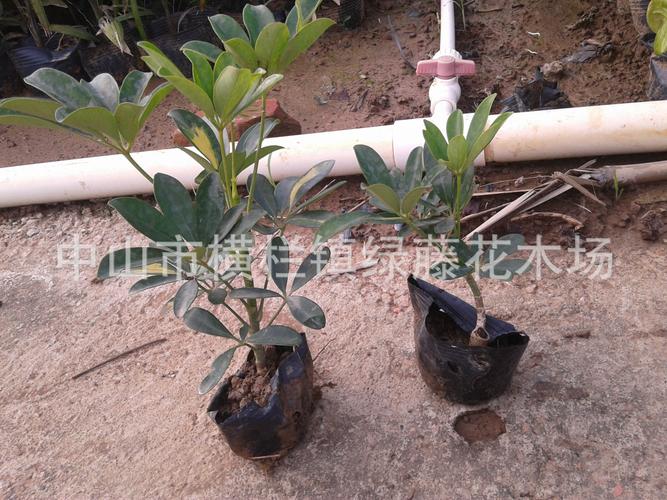 廣東小區與工廠區園林綠化景觀設計 鴨腳木種植養護一體化工程解析